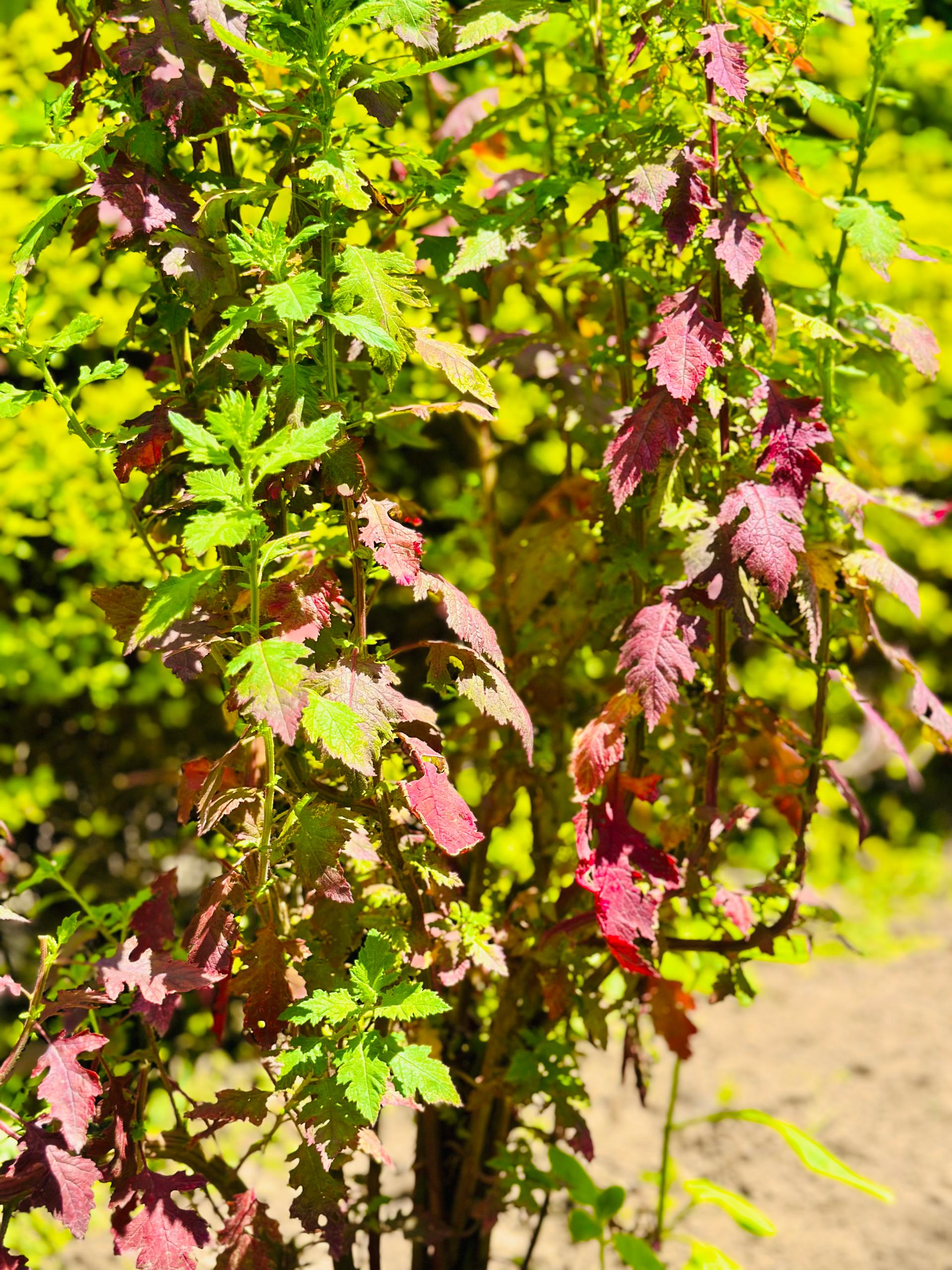Traditional Homestay Experience